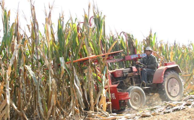 地里的玉米秸稈 地里的玉米秸稈