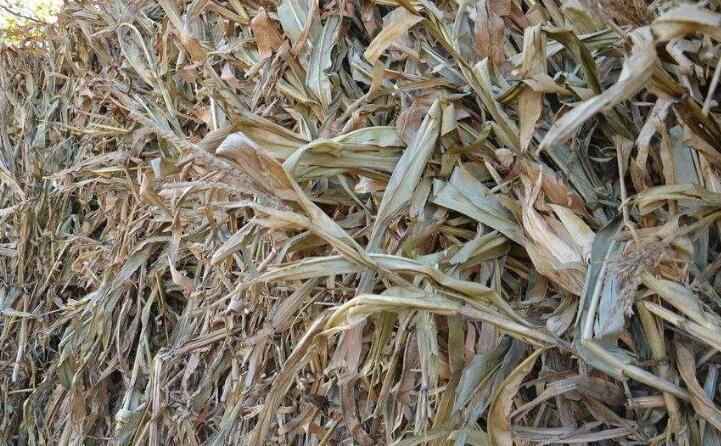 秋收后,秸稈成為農民處理難題 秋收后,秸稈成為農民處理難題