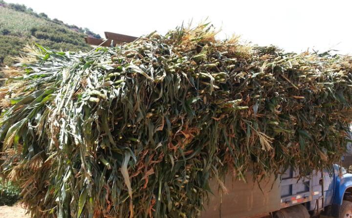 武漢農(nóng)作物秸稈 武漢農(nóng)作物秸稈