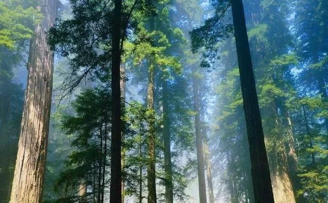 秸稈顆粒的應用范圍和優(yōu)勢分析 秸稈顆粒的應用范圍和優(yōu)勢分析