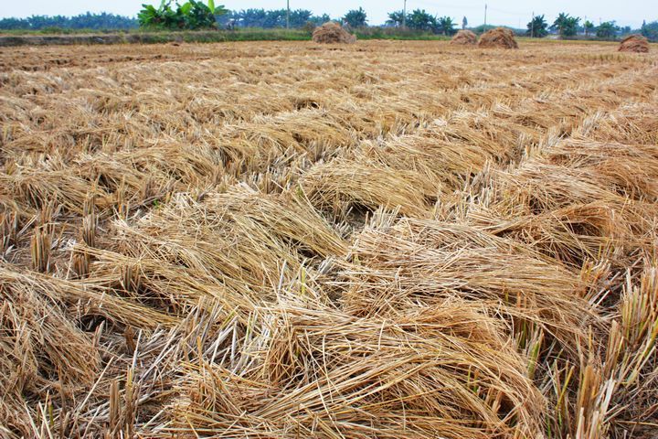 禁止露天焚燒和隨意棄置秸稈 禁止露天焚燒和隨意棄置秸稈