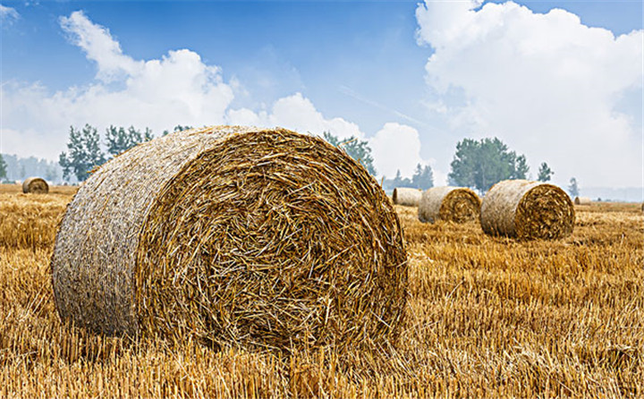 玉米秸稈 玉米秸稈