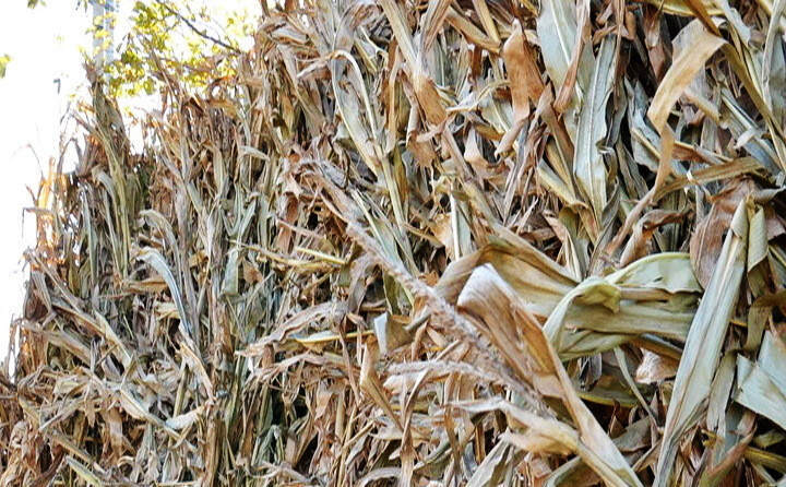 玉米秸稈飼料化利用技術(shù)綜述 玉米秸稈飼料化利用技術(shù)綜述