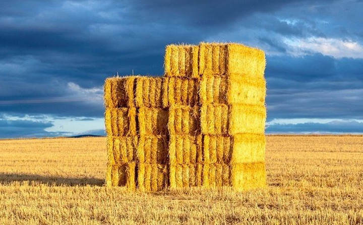 玉米秸稈顆粒機能源顆粒的四大誤區 玉米秸稈顆粒機能源顆粒的四大誤區