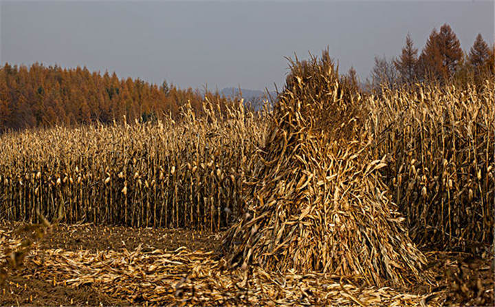黑龍江省海倫市用于秸稈綜合利用共投入1.6億元，加快玉米秸稈顆粒機的使用