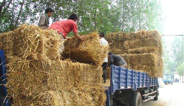 每年秋收過后,到轉(zhuǎn)年春耕,是秸稈處理的關(guān)鍵期 每年秋收過后,到轉(zhuǎn)年春耕,是秸稈處理的關(guān)鍵期