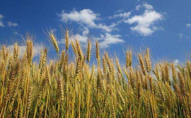 三夏收獲季節農作物秸稈 三夏收獲季節農作物秸稈