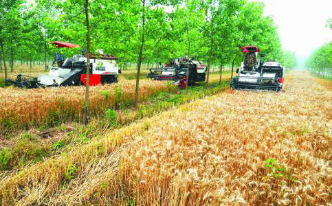 秸稈直接還田 秸稈直接還田