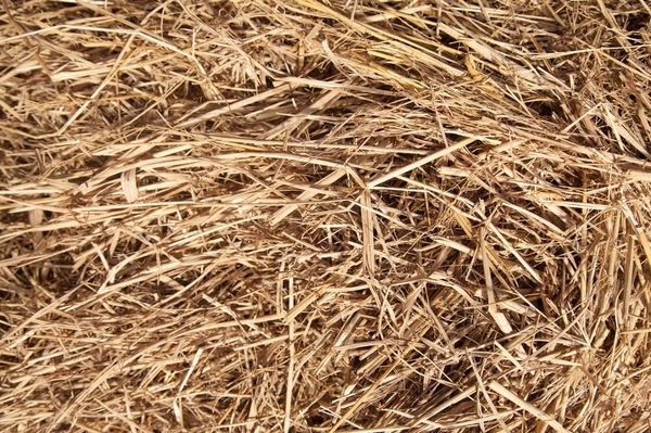 我國(guó)生物質(zhì)資源豐富 我國(guó)生物質(zhì)資源豐富