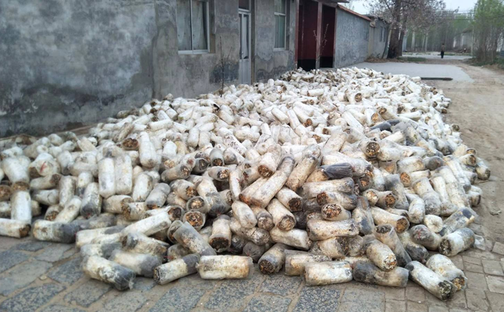 蘑菇菌棒 蘑菇菌棒