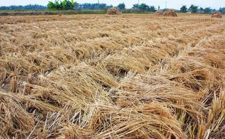 農作物秸稈 農作物秸稈