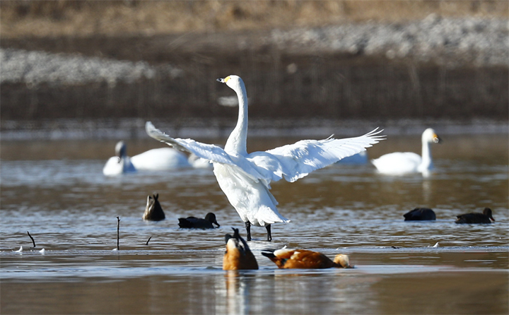 山東金格瑞馬總拍的美麗天鵝 山東金格瑞馬總拍的美麗天鵝
