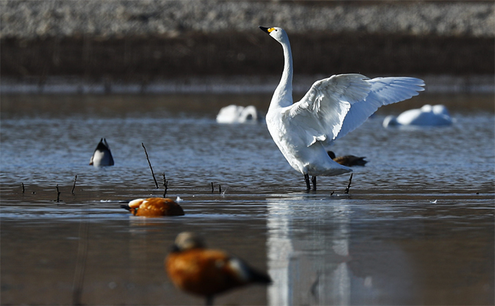 章丘天鵝 章丘天鵝