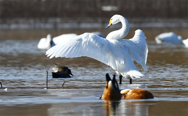 水中的天鵝 水中的天鵝