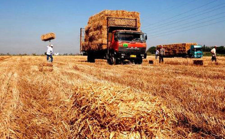 廢棄秸稈 廢棄秸稈