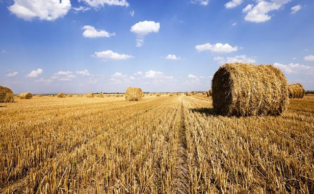 秸稈產(chǎn)量總體呈現(xiàn)增長(zhǎng)趨勢(shì) 秸稈產(chǎn)量總體呈現(xiàn)增長(zhǎng)趨勢(shì)