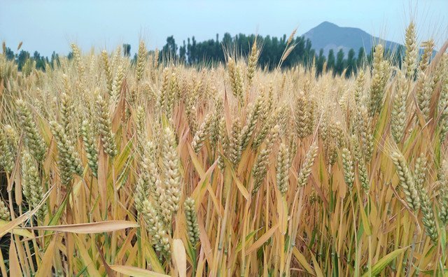 農作物秸稈 農作物秸稈