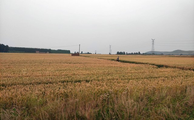 湖北省武漢市2021年度農(nóng)作物秸稈綜合利用實施方案來啦~~~內(nèi)含補(bǔ)貼金額 湖北省武漢市2021年度農(nóng)作物秸稈綜合利用實施方案來啦~~~內(nèi)含補(bǔ)貼金額