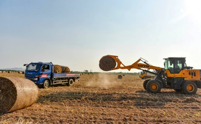 在宿松縣各村高粱種植基地里,村民們搶抓農(nóng)時收割高粱,田間地頭一派繁忙景象 在宿松縣各村高粱種植基地里,村民們搶抓農(nóng)時收割高粱,田間地頭一派繁忙景象