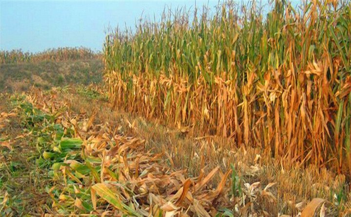 農作物秸稈 農作物秸稈