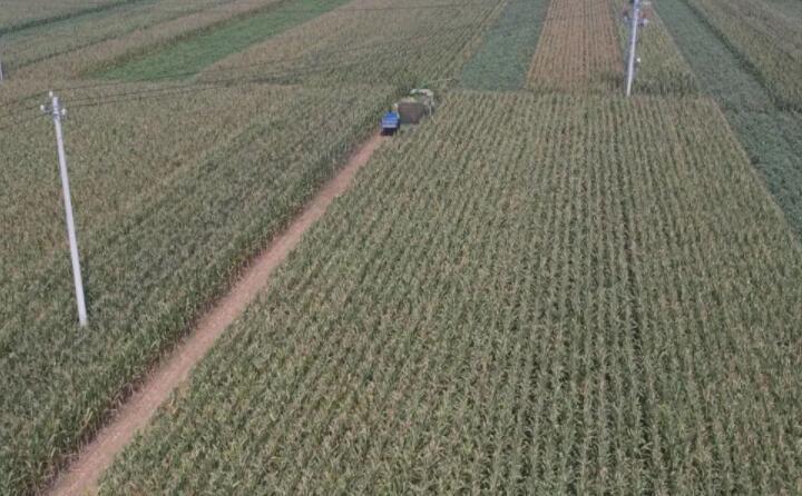 菏澤成武玉米秸稈回收 “草垛垛” 變身 “香餑餑” 菏澤成武玉米秸稈回收 “草垛垛” 變身 “香餑餑”