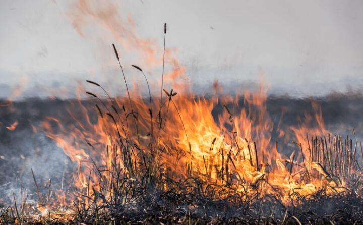 大眾日報-----有序放開秸稈焚燒是否可行 大眾日報-----有序放開秸稈焚燒是否可行